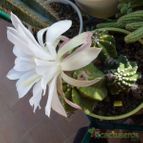 Echinopsis subdenudata (enviado por Jordi-Domenech el 2012-11-08)