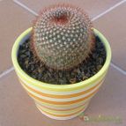 Parodia microsperma (enviado por Jordi-Domenech el 2012-11-10)