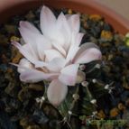 Gymnocalycium mihanovichii (enviado por Jordi-Domenech el 2013-11-01)