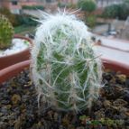 Oreocereus celsianus (enviado por Jordi-Domenech el 2021-06-16)