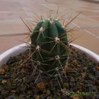 Echinopsis peruviana (enviado por Jordi-Domenech el 2012-12-05)