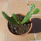 Opuntia engelmannii var. linguiformis (enviado por Jordi-Domenech el 2012-11-22)
