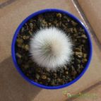 Cleistocactus straussii (enviado por Jordi-Domenech el 2012-11-30)