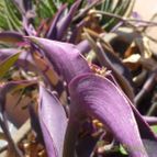 Tradescantia pallida (enviado por Jordi-Domenech el 2012-12-08)