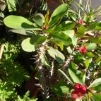Euphorbia milii var. milii (enviado por Jordi-Domenech el 2012-12-21)