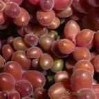 Sedum stahlii (enviado por Jordi-Domenech el 2012-12-23)