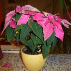 Euphorbia pulcherrima (enviado por Jordi-Domenech el 2013-01-01)