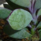 Senecio crassissimus (enviado por Jordi-Domenech el 2013-01-11)