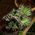 Euphorbia lactea fma. crestada (enviado por Jordi-Domenech el 2013-01-13)