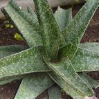 Gasteria carinata var. carinata (enviado por Jordi-Domenech el 2013-01-29)