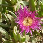 Carpobrotus chilensis (enviado por Jordi-Domenech el 2021-06-18)
