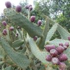 Opuntia engelmannii var. linguiformis (enviado por Jordi-Domenech el 2013-02-02)