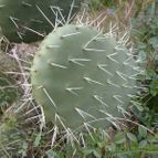 Opuntia ficus-indica (enviado por Jordi-Domenech el 2013-02-08)
