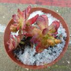 Collecion de Jordi-Domenech