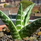 Aloe variegata (enviado por Jordi-Domenech el 2013-03-11)