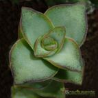 Crassula perforata (enviado por Jordi-Domenech el 2013-03-29)