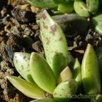 Adromischus hemisphaericus (enviado por Jordi-Domenech el 2013-04-20)