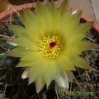 Parodia buiningii (enviado por Jordi-Domenech el 2013-06-23)