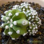 Echinopsis subdenudata (enviado por Jordi-Domenech el 2013-07-01)