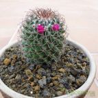 Mammillaria polythele ssp. durispina (enviado por Jordi-Domenech el 2013-07-02)