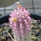 Euphorbia mammillaris fma. variegada (enviado por Jordi-Domenech el 2013-07-01)