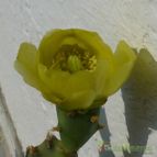 Collecion de Jordi-Domenech