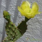 Collecion de Jordi-Domenech