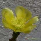 Collecion de Jordi-Domenech