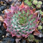 Sempervivum tectorum (enviado por Jordi-Domenech el 2013-07-15)