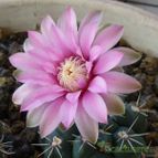 Gymnocalycium baldianum (enviado por Jordi-Domenech el 2013-07-25)