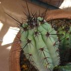 Cereus aethiops (enviado por Jordi-Domenech el 2013-07-28)