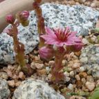 Sempervivum arachnoideum (enviado por Jordi-Domenech el 2013-07-31)