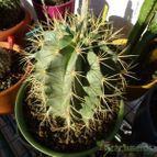 Collecion de Jordi-Domenech