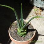 Collecion de Jordi-Domenech