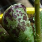 Adromischus cooperi (enviado por Jordi-Domenech el 2013-08-01)