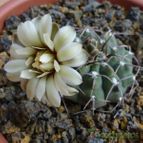 Gymnocalycium ochoterenae subsp. vatteri (enviado por Jordi-Domenech el 2013-08-03)