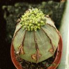 Euphorbia obesa (enviado por Jordi-Domenech el 2013-08-06)