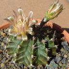 Gymnocalycium mihanovichii (enviado por Jordi-Domenech el 2013-09-02)