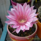 Echinopsis oxygona (enviado por Jordi-Domenech el 2013-09-06)