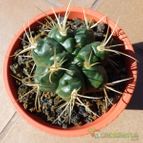 Gymnocalycium monvillei (enviado por Jordi-Domenech el 2013-09-09)