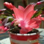Schlumbergera truncata (enviado por Jordi-Domenech el 2013-10-29)