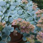 Sedum sieboldii (enviado por Jordi-Domenech el 2013-11-10)