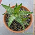 Aloe juvenna (enviado por Jordi-Domenech el 2013-11-17)