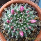 Mammillaria compressa ssp centralifera (enviado por Jordi-Domenech el 2014-05-20)