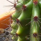 Stenocereus thurberi subsp. thurberi (enviado por Jordi-Domenech el 2014-05-23)