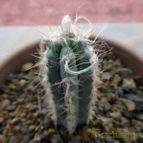 Pilosocereus glaucochrous (enviado por Jordi-Domenech el 2014-07-03)