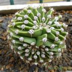 Echinopsis oxygona (enviado por Jordi-Domenech el 2014-07-08)