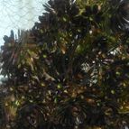 Aeonium arboreum cv. artropurpureum