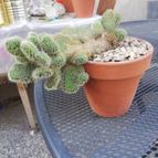 Collecion de Jose61Zaccardo