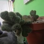 Collecion de Jose61Zaccardo